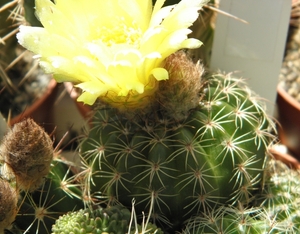 notocactus   linkii  gf 859