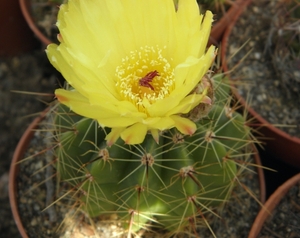 notocactus  blauwianus