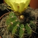 notocactus  blauwianus                               2