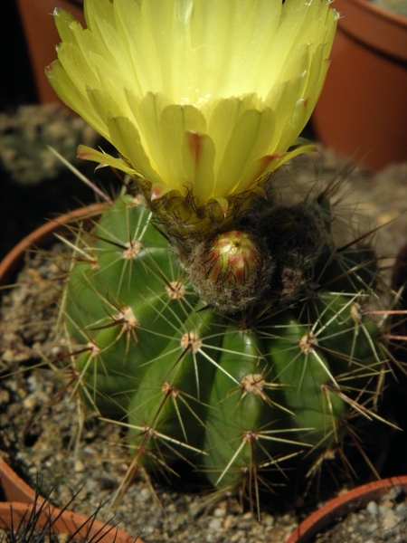 notocactus  blauwianus                               2