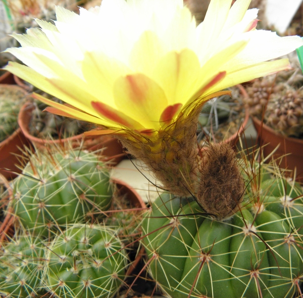 notocactus  cadeiaensis      ( morro cadeia )