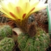 notocactus  cadeiaensis      ( morro cadeia )                    