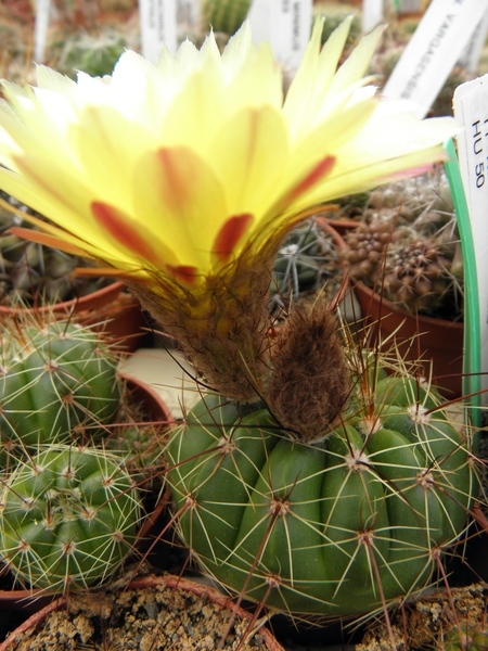 notocactus  cadeiaensis      ( morro cadeia )                    