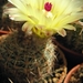 notocactus  curvispina wra  435