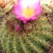 notocactus  horstii  purpureus      aa 226