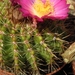 notocactus  horstii  purpureus      aa 226                       