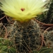 notocactus  ibiculensis  gf 468