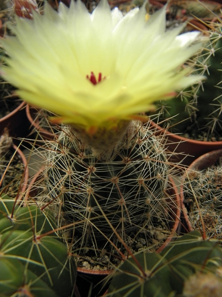 notocactus  ibiculensis  gf 468