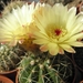 notocactus  incomptus