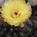 notocactus  incomptus  hu 96