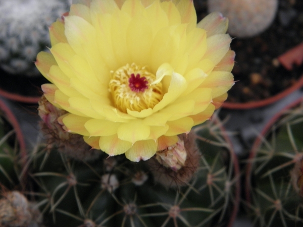 notocactus  incomptus  hu 96