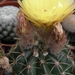 notocactus  incomptus  hu 96                                  2