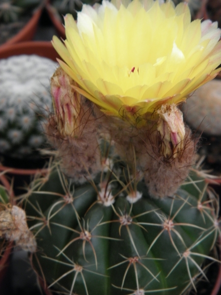 notocactus  incomptus  hu 96                                  2