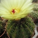 notocactus  laetivirensis  fa - densespina