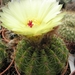 notocactus  laetivirensis  fa - densespina                       