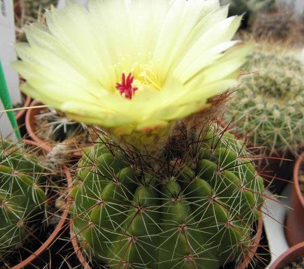 notocactus  laetivirensis  fa - densespina                       