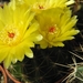 notocactus  linkii  gf 252