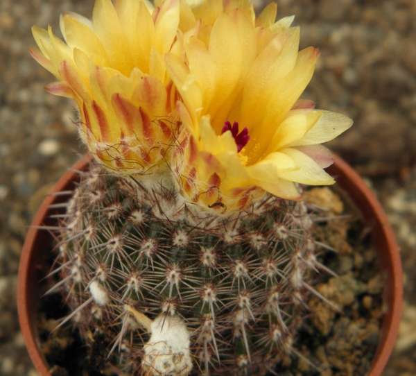 notocactus  mammulosus   gf 921