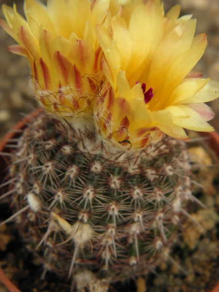 notocactus  mammulosus   gf 921                                  