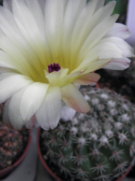 notocactus  mammulosus  hu 802                                   