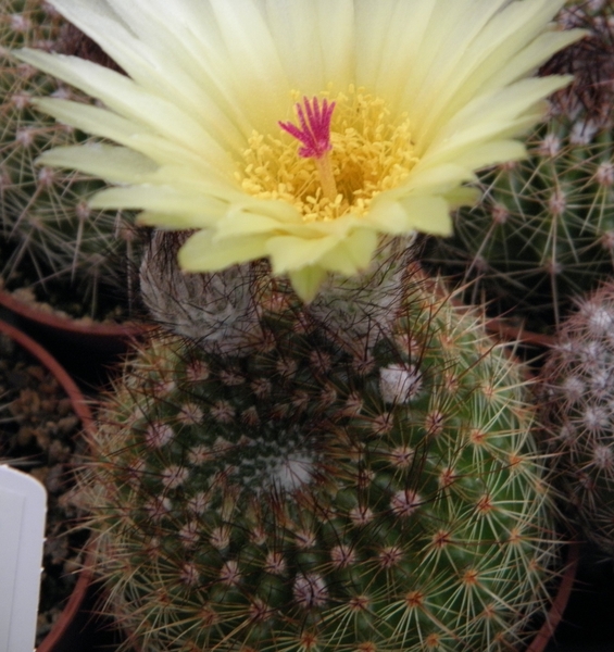 notocactus  moedermanianus   gf 1285