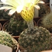 notocactus  orthacantus    fs 215