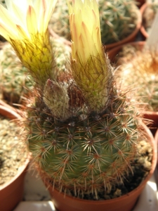 notocactus  ottonis  .v. albispina