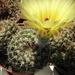 notocactus  ritteriana  .v. cristata