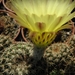 notocactus  ritteriana  .v. cristata                             