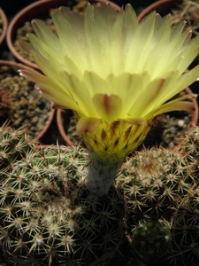 notocactus  ritteriana  .v. cristata                             