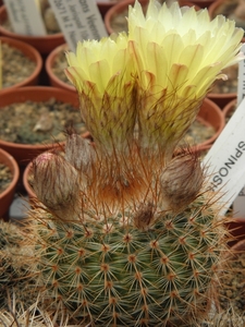 notocactus  spinosisima