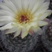 notocactus  tabularis  fa elegans  s 207                         