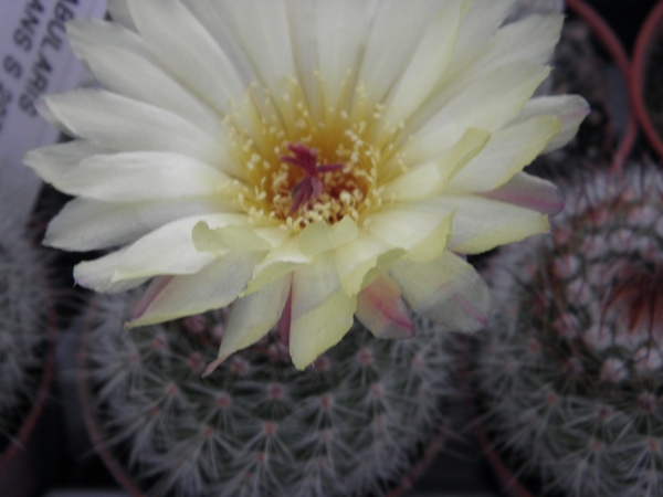 notocactus  tabularis  fa elegans  s 207                         