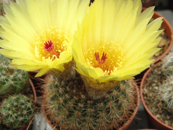 notocactus  tabularis .v. nigrispinus