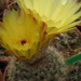 notocactus  wedermannianus  gf 1285  ( cerro poron )