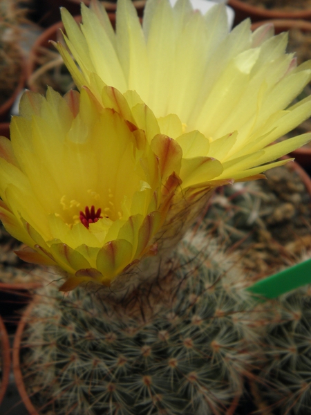 notocactus  wedermannianus  gf 1285  ( cerro poron )