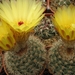 notocactus  wedermannianus  gf 1285  ( cerro poron )             