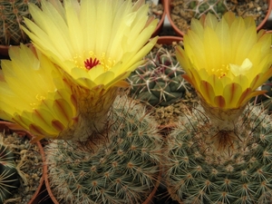 notocactus  wedermannianus  gf 1285  ( cerro poron )             