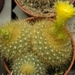 notocactus graessenerii  .v. flavispinus