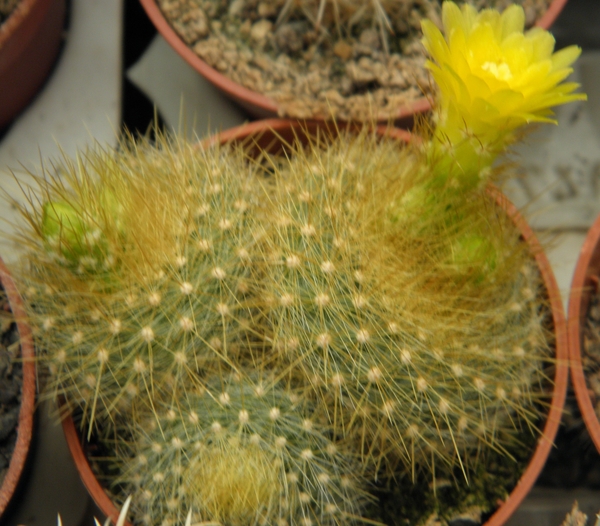 notocactus graessenerii  .v. flavispinus