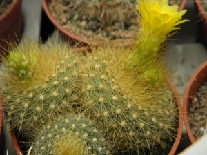 notocactus graessenerii  .v. flavispinus                         