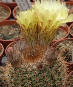 notocactus spinosispima                                          