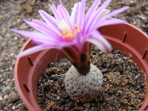 pelecyphora    pseudopectinata