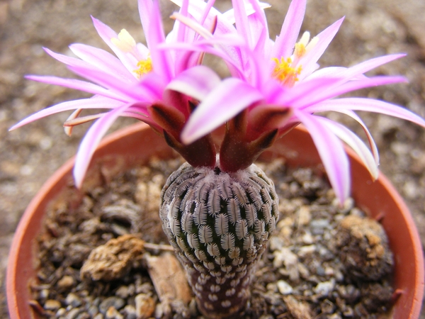 pelecyphora. pseudopectinatus    stn 274