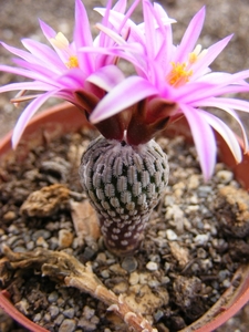 pelecyphora. pseudopectinatus    stn 274.                        