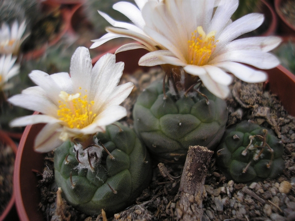 tubinicarpers r.klinkerianus.   la nigrita