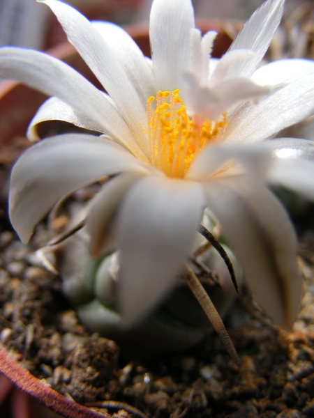 turbinicarpers   polaskii    tcg 19001 ( la bonita ).            