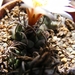turbinicarpers  klinkerianus