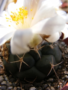 turbinicarpers  lophophorioides  tcg 4003 (rio verde slp )