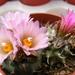 turbinicarpers  miquinana